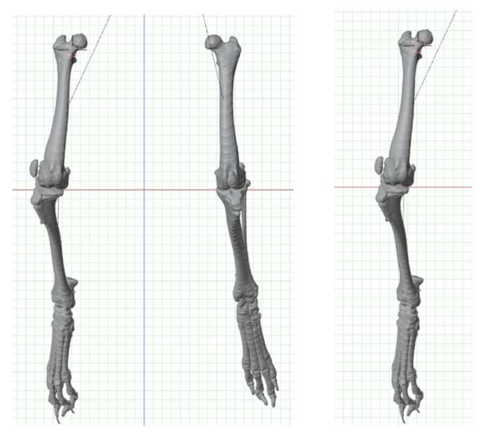 Computed tomography (CT) reconstruction of the dog's pelvic limbs with overlaid gridlines, highlighting abnormal angles and alignment of the femur and tibia.